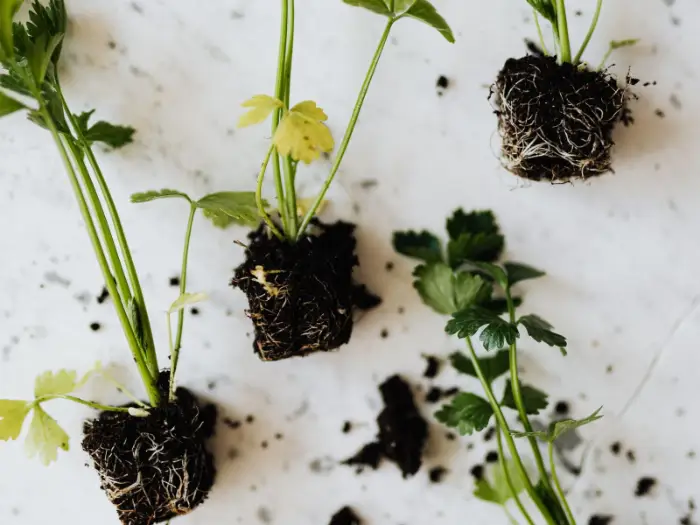 Fresh green botanicals laid out on a white background