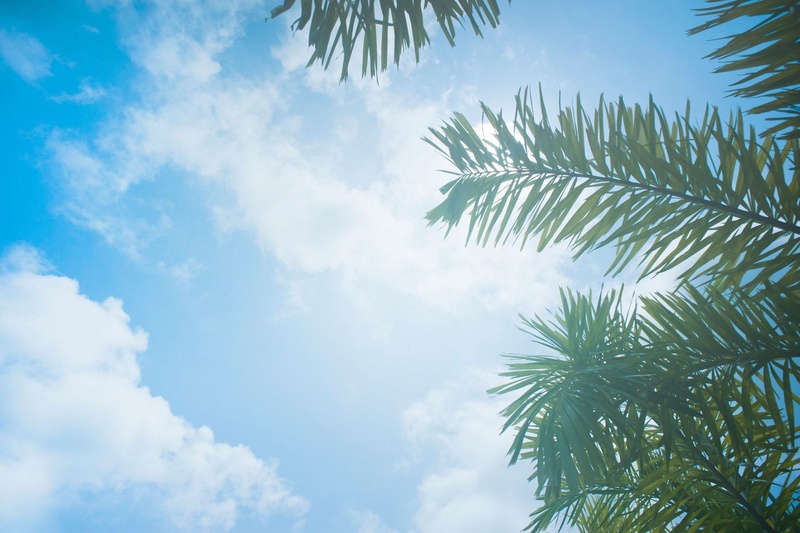 Palm fronds against a bright sky