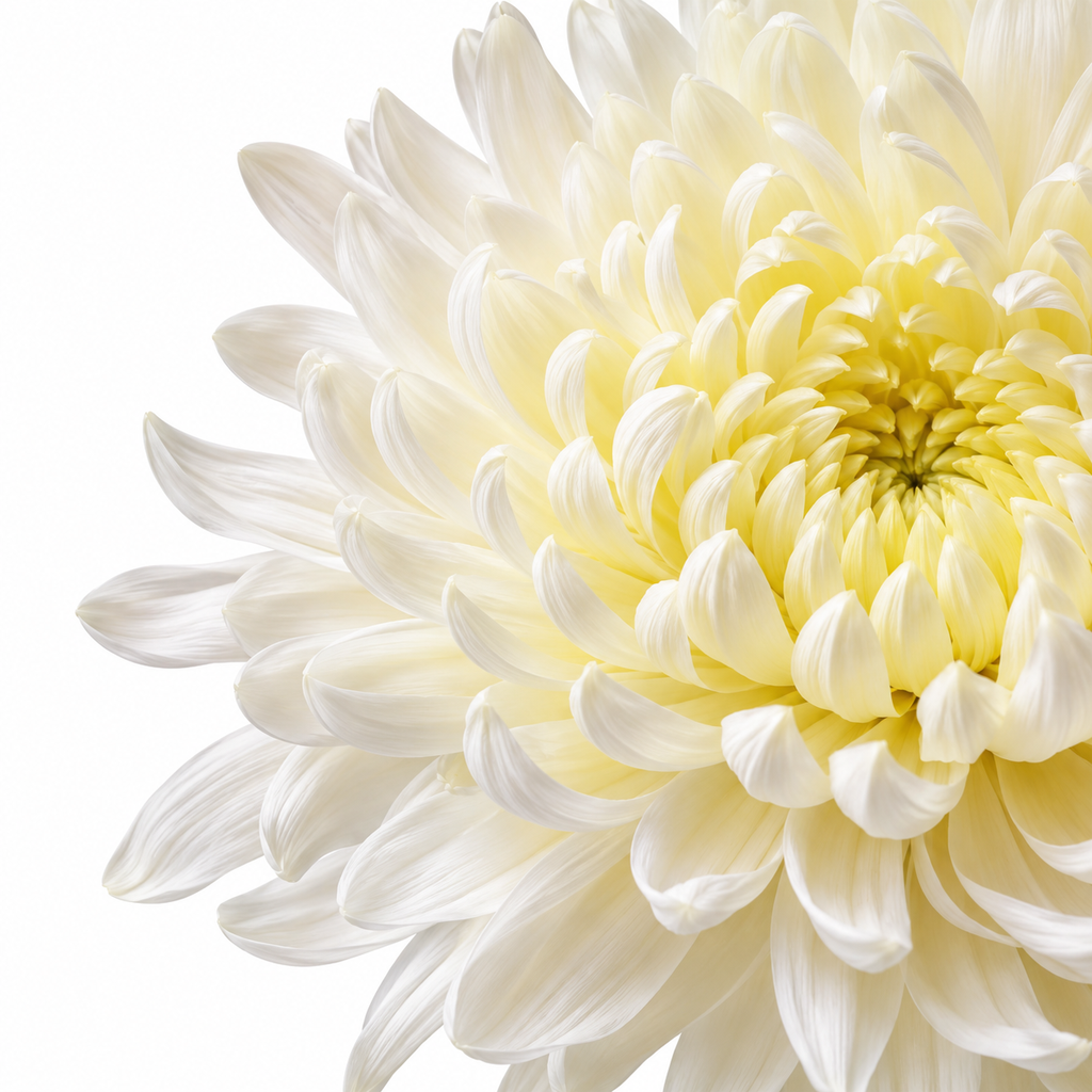 [SP011-3G] Chrysanthemum 3g