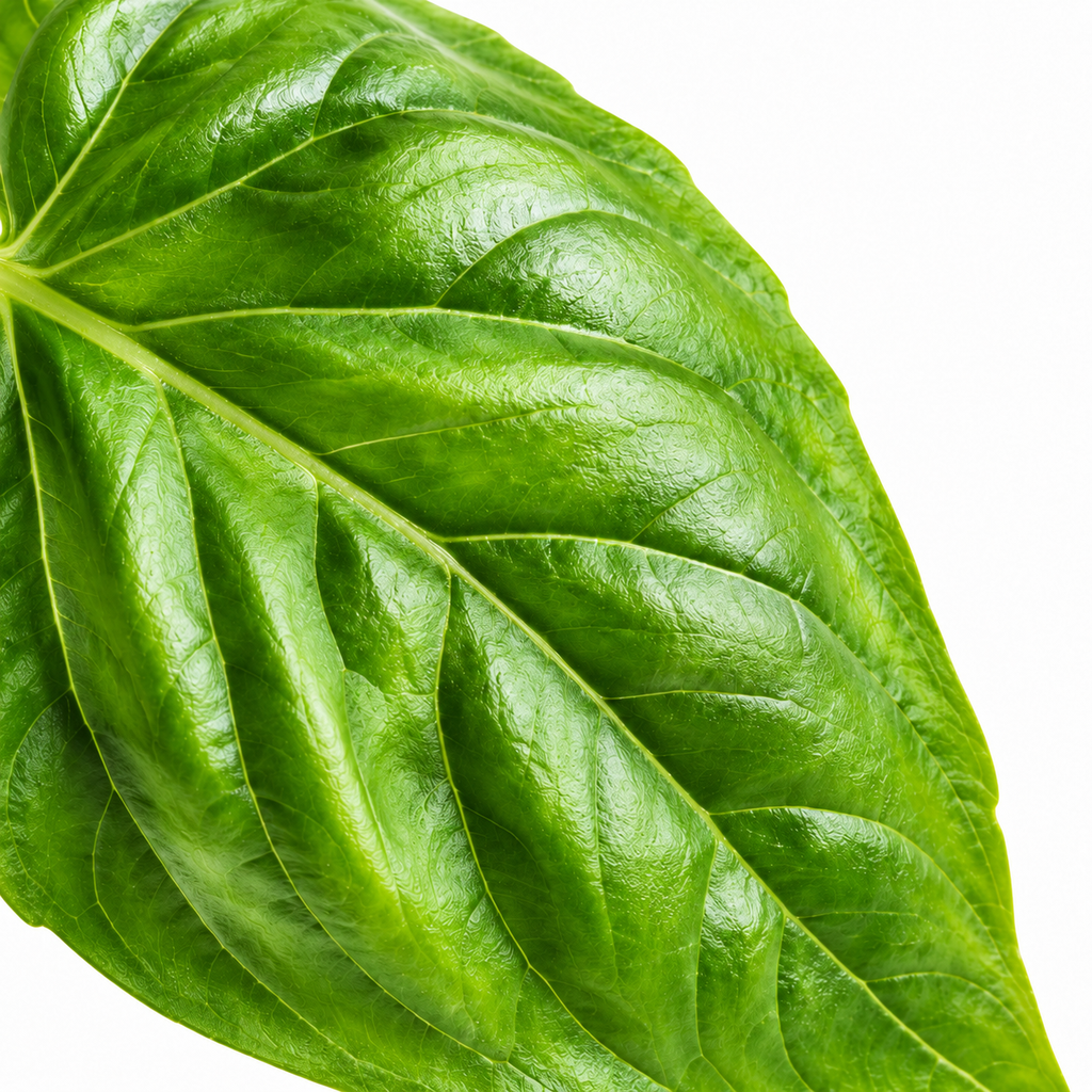 [SP103-15G] Basil 15g