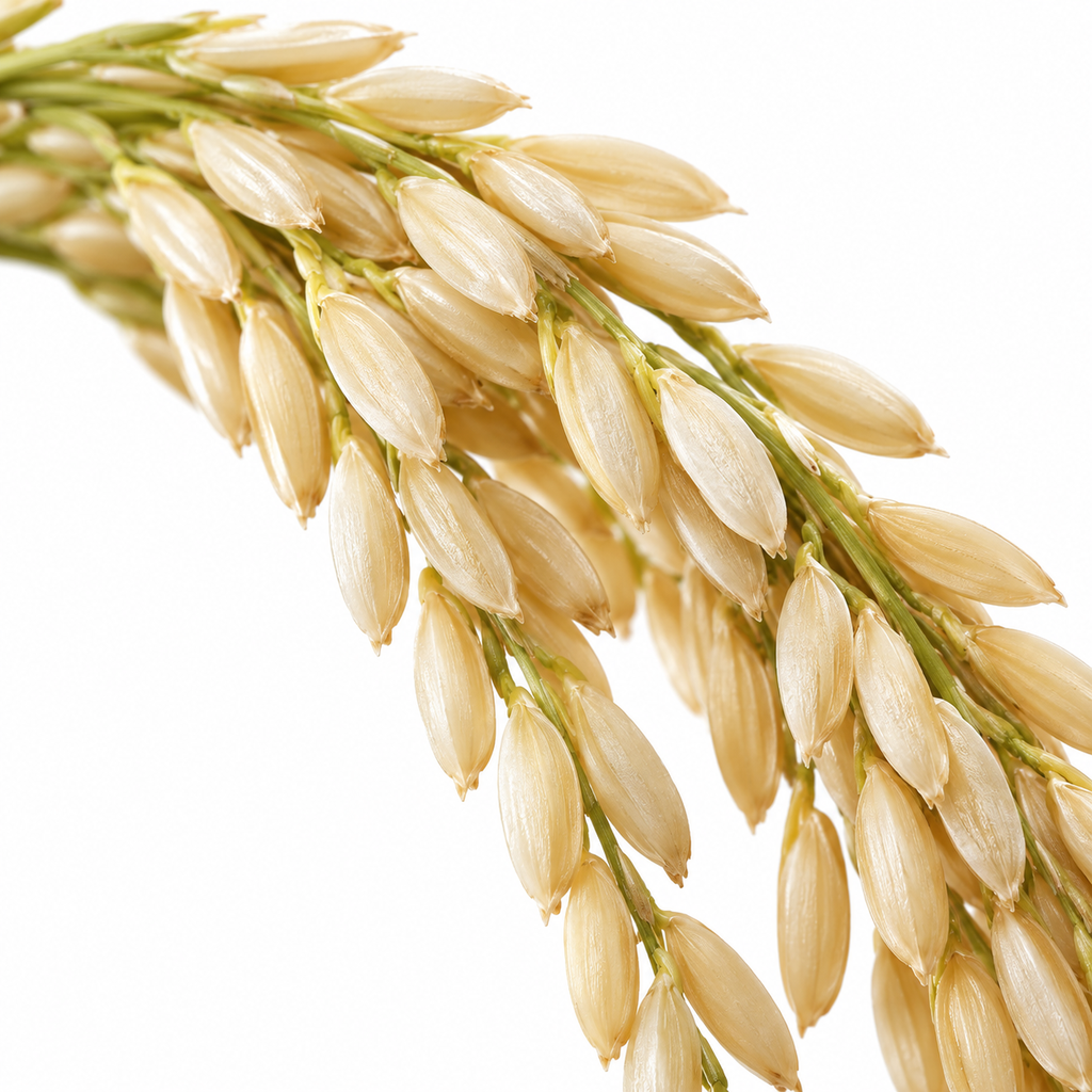[SP110-10G] Fragrant Rice 10g